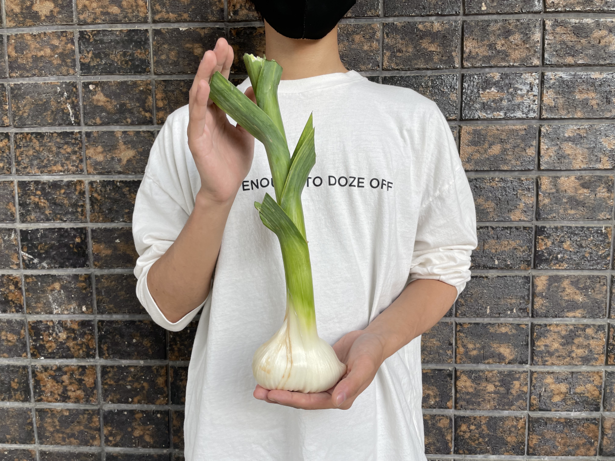 福島・飯野町産の巨大ニンニク、販路拡大へ 大学と連携し街なかで試験