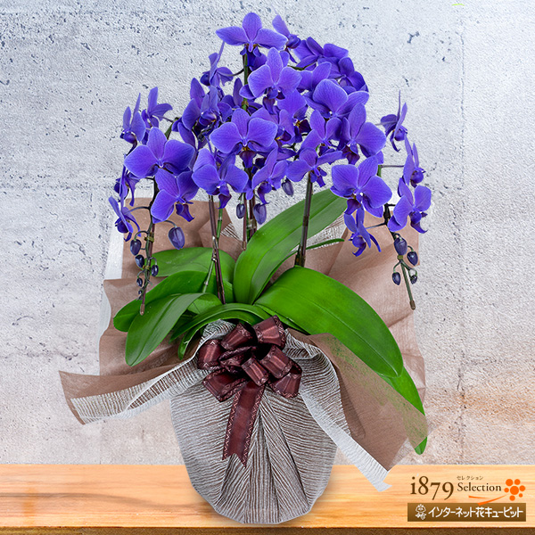 ミディ胡蝶蘭 ブルージーン 3本立ち（30輪以上） - 世界初の青色胡蝶蘭