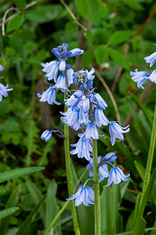 淡いブルーが上品。2つのブルーベル「イングリッシュブルーベル