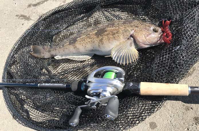 メバルからフラットフィッシュまで！サイファリストは拘りのソルト