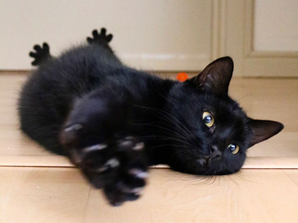 いつでもイケニャン。【黒猫ギネスと茶トラのピムス。仲良し兄弟の