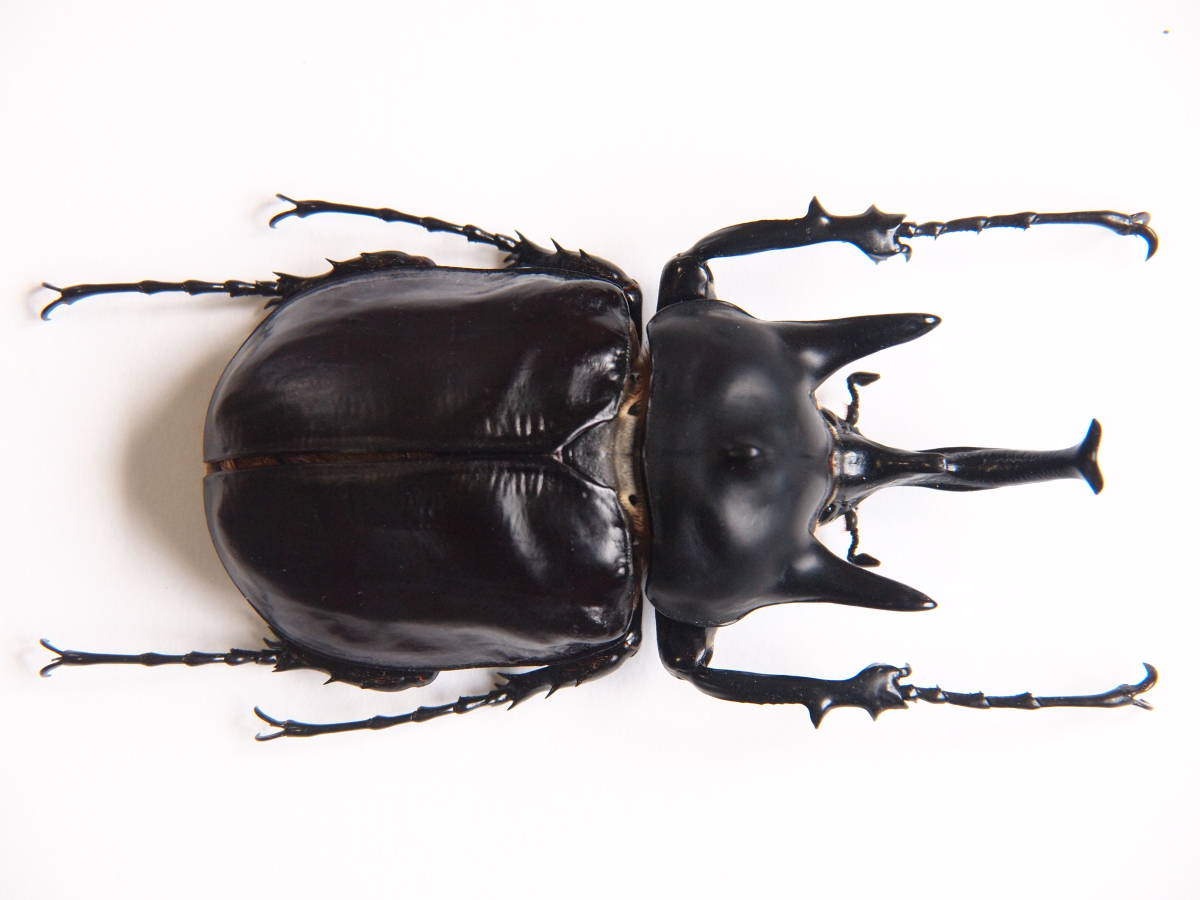 超特大アクティオンゾウカブト標本 124mm 超特大アクティオン