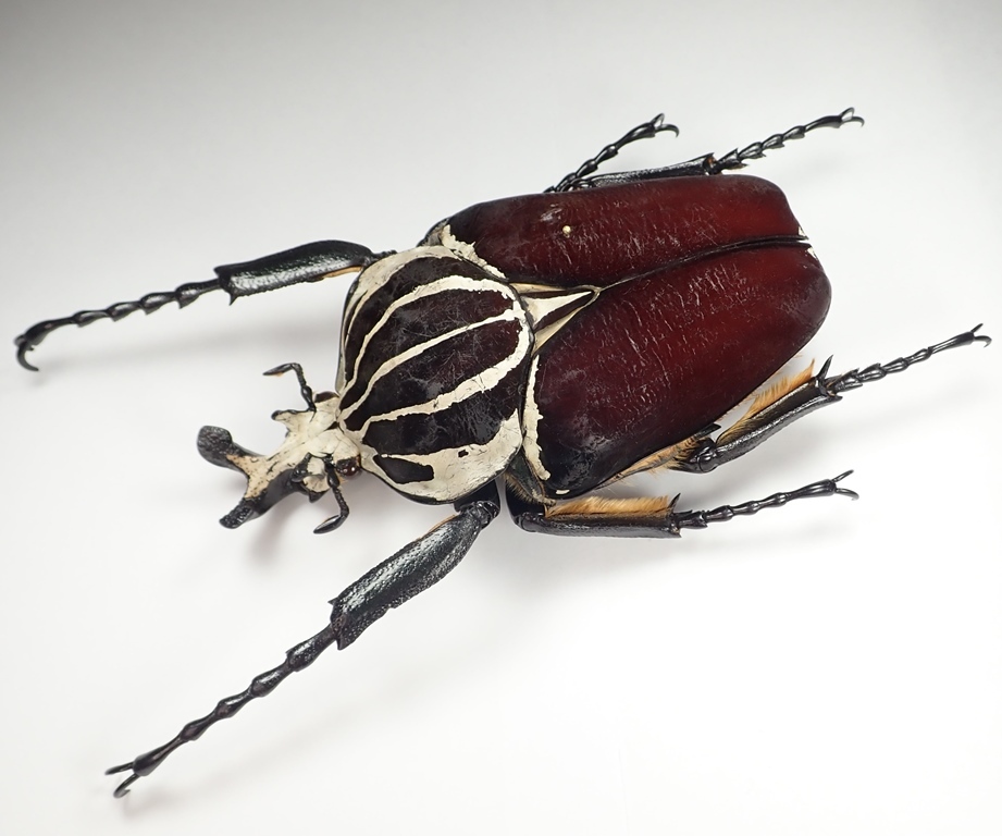 コンゴ産 シラフオオツノハナムグリ1 92mm ゴライアスオオツノ