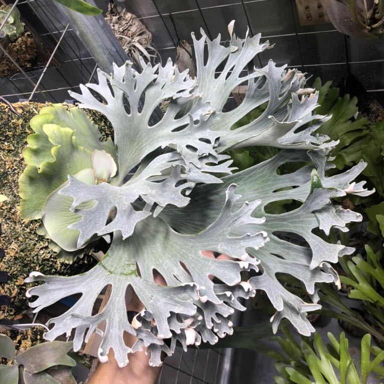 P.Ginka spore pup 美株 ビカクシダ P.Ginka spore pup P.Ginka （子株