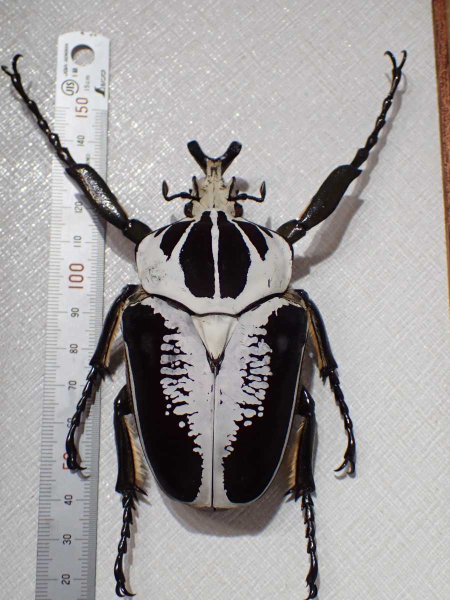 タンザニア産 プレウスオオツノハナムグリ 88mm タンザニア産 プレウス