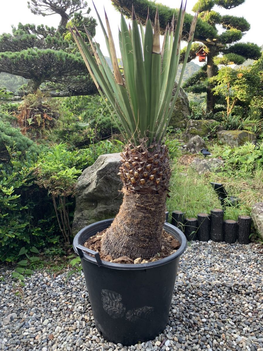 早いもの勝ち ユッカ ロストラータ 4本立ち あ 早いもの勝ち ユッカ