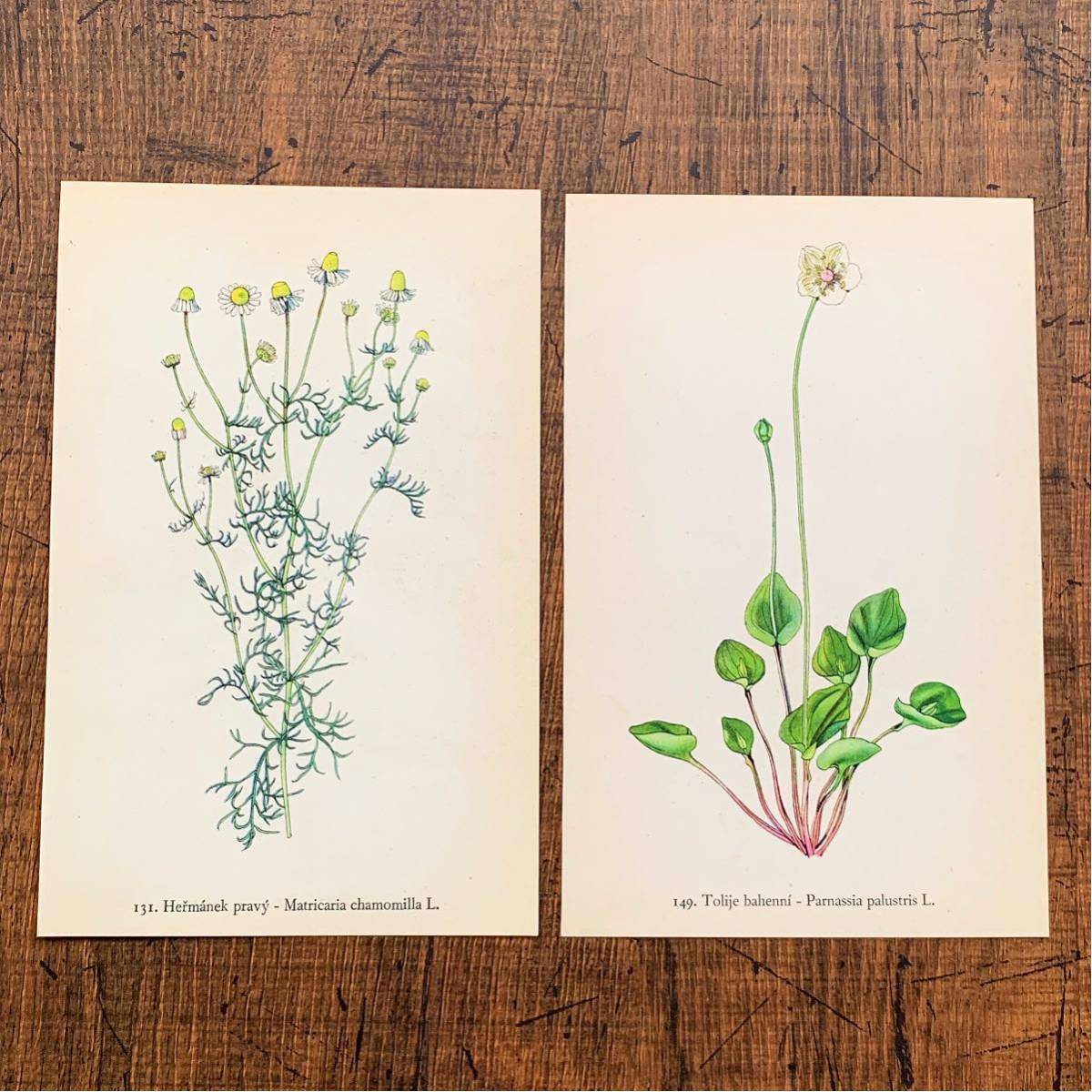 やや傷や汚れあり】[1936年]チェコの古いボタニカルアート2枚セット