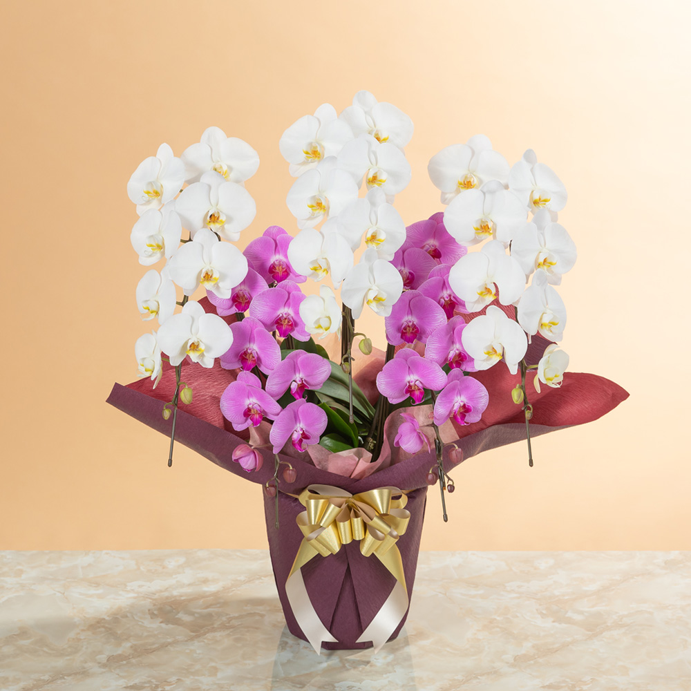 大輪胡蝶蘭「5本立ち（紅白）～スタンダードクラス～」｜フラワー