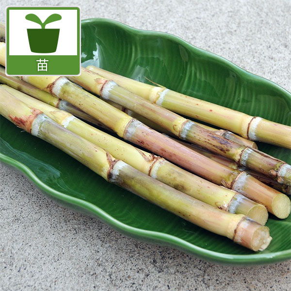 園芸ネット本店｜[26年4月下旬予約]和三盆サトウキビの苗：竹糖3.5号