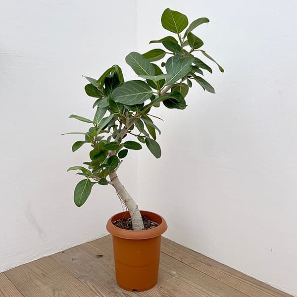 園芸ネット本店｜フィカス：ベンガレンシス 8号鉢植え** の通販【公式】