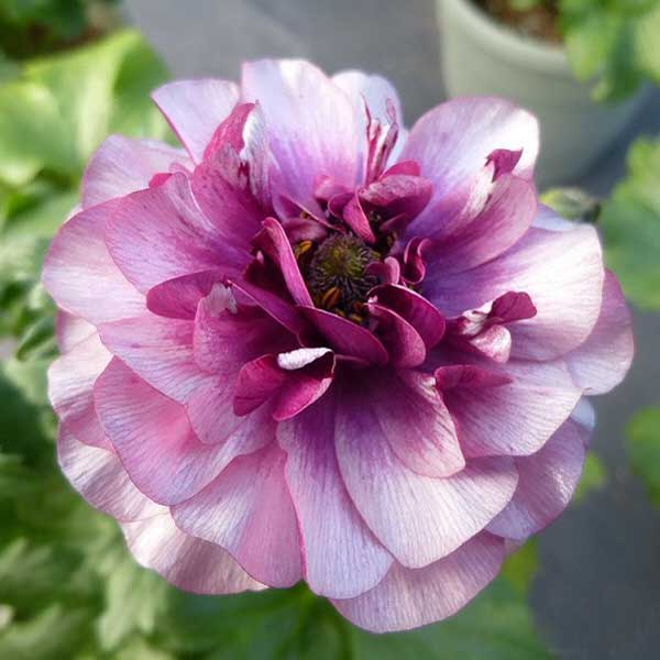 園芸ネット本店｜ラナンキュラス：ラックス ティーバ3.5-4号ポット の