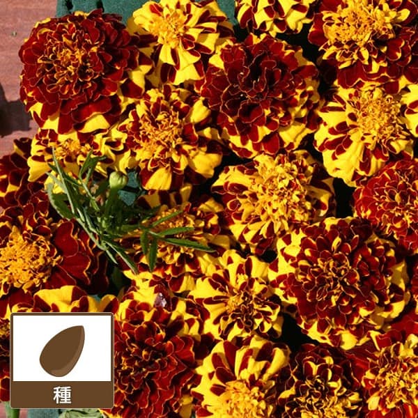 園芸ネット本店｜タゲテス・パチュラ（フレンチマリーゴールド