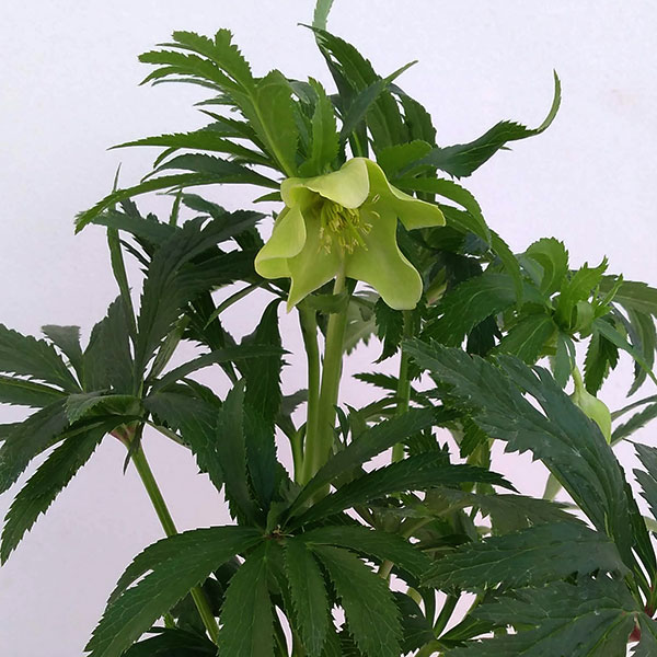 園芸ネット本店｜クリスマスローズ（原種系）：ボッコネイ4号ポット の