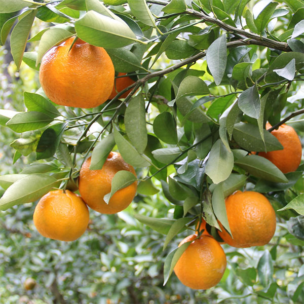 園芸ネット本店｜ポンカン4～5号ポット の通販【公式】