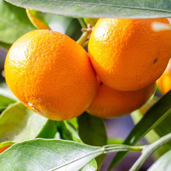 園芸ネット本店｜ミカン：温州みかん たぐちわせ（田口早生）4.5号