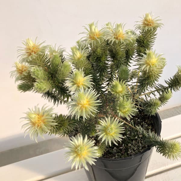 園芸ネット本店｜フィリカ プベッセンス：ワフトフェザー7号鉢植え の