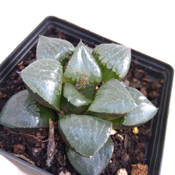 園芸ネット本店｜ハオルチア：トロピカルナイト 3号 の通販【公式】