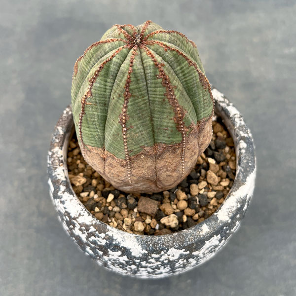 園芸ネット本店｜ユーフォルビア：オベサ 陶器鉢植え の通販【公式】