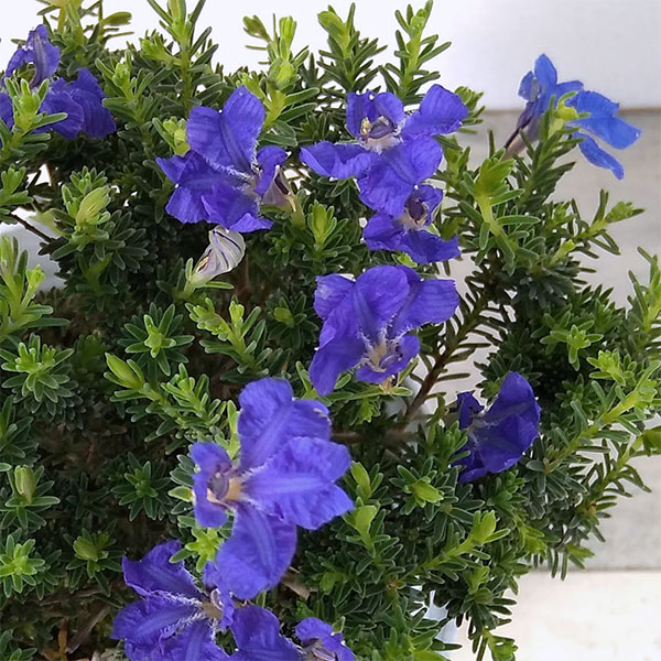 園芸ネット本店｜初恋草：ミチコブルーハイランド3号ポット の通販【公式】