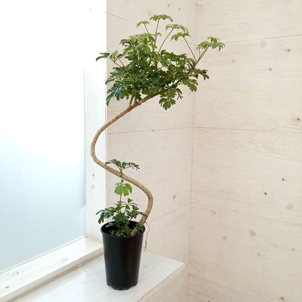 園芸ネット本店｜シェフレラ：レナータ 5号鉢植え の通販【公式】