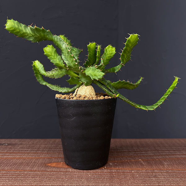 園芸ネット本店｜[ザ・ファームセレクト]ユーフォルビア：ステラータ