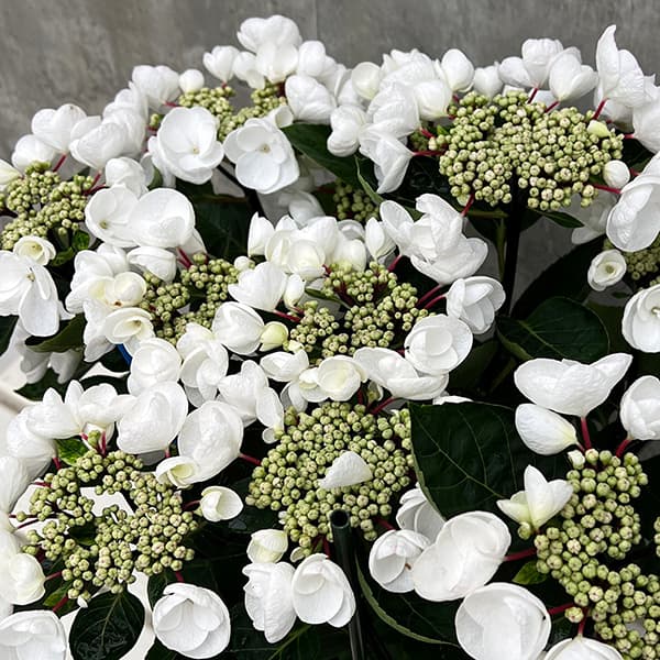 アジサイ百科 アボック社 Aboc - アボック社 -アジサイ百科