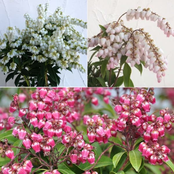 園芸ネット本店｜アセビ（馬酔木）3種セット（屋久島・スプリングベル