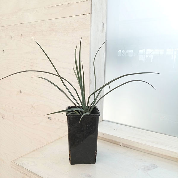 園芸ネット本店｜ユッカ：ペリクローサ 4号 の通販【公式】