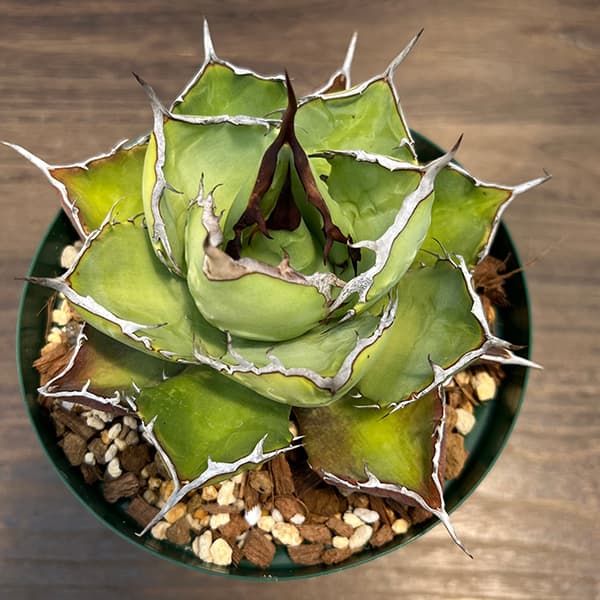 園芸ネット本店｜アガベ：チタノタ5号鉢植え（23-11） の通販【公式】