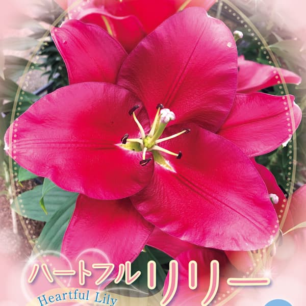 園芸ネット本店｜ユリ：ハートフルリリー リバーラブ1球入り の通販