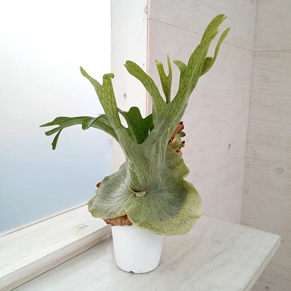 園芸ネット本店｜ビカクシダ（コウモリラン）：グランデ 4号鉢植え の