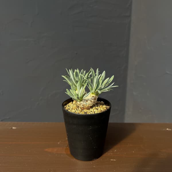 園芸ネット本店｜[ザ・ファームセレクト]オトンナ：レトロルサ 3号