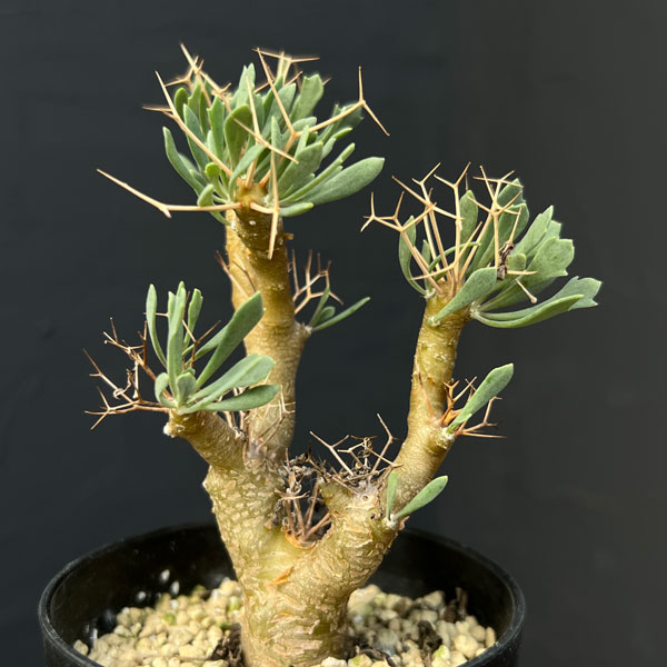 園芸ネット本店｜オトンナ：ユーフォルビオイデス（Sサイズ） 3号