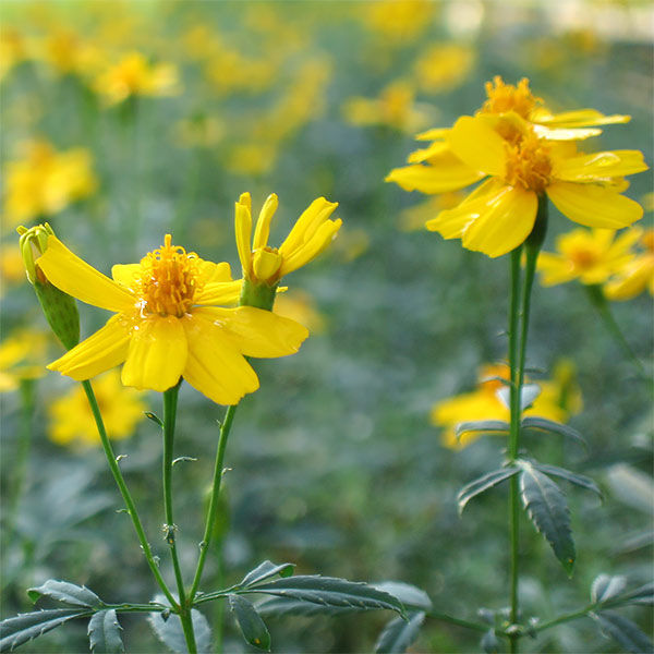 園芸ネット本店｜レモンマリーゴールド3号ポット2株セット の通販【公式】