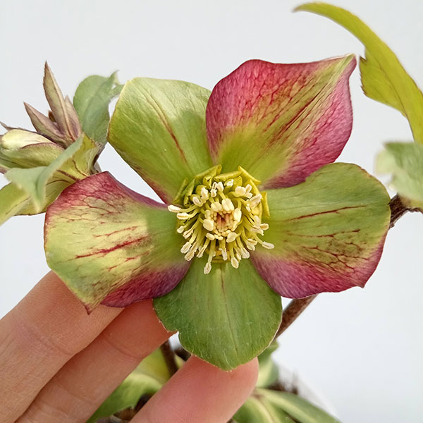 園芸ネット本店｜松村ナーセリーさんのクリスマスローズ：24-17