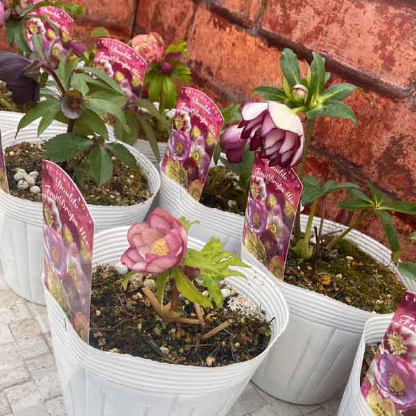 園芸ネット本店｜松村ナーセリーさんのクリスマスローズ：わけあり特価