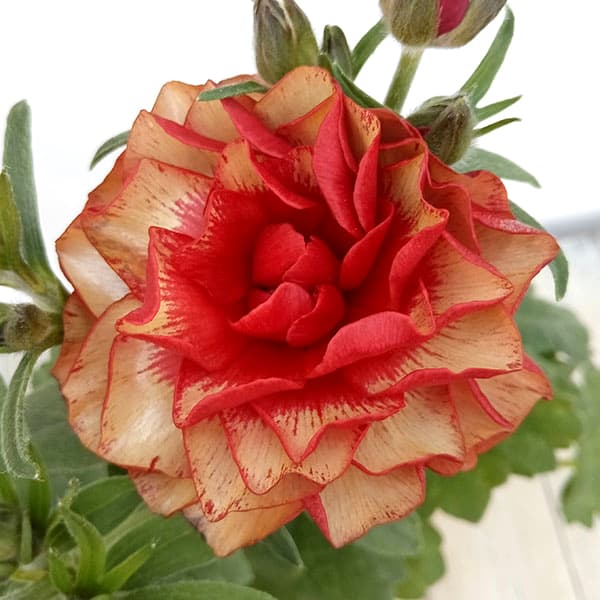 園芸ネット本店｜ラナンキュラス：サラセレネ カルキノス5号鉢植え の