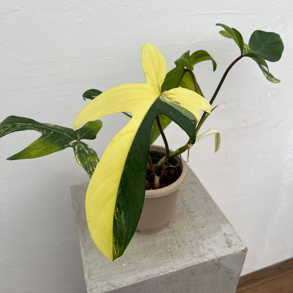 園芸ネット本店｜[ザ・ファームセレクト]フィロデンドロン：フロリダ