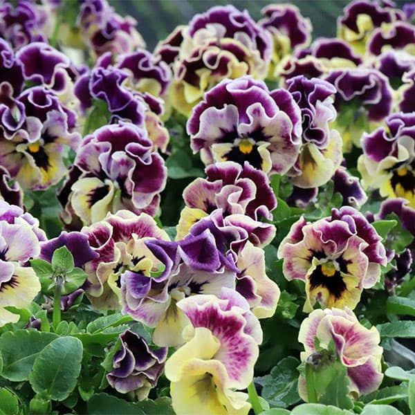 園芸ネット本店｜MSKガーデン極小-小輪バタフライフリンジ系ビオラ