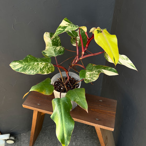 園芸ネット本店｜フィロデンドロン：ストロベリーシェイク 5号24-02 の