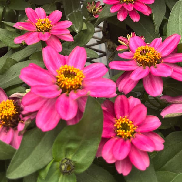 園芸ネット本店｜百日草（ジニア）：ベリーズ ローズ（一重）[タキイ