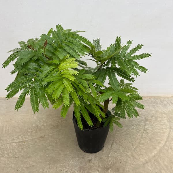 園芸ネット本店｜エバーフレッシュ 7号ポット の通販【公式】