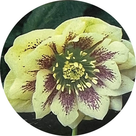 園芸ネット本店｜杉光園芸さんのクリスマスローズ：ダブルイエロー3号