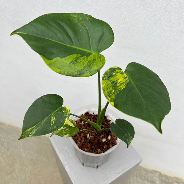 園芸ネット本店｜モンステラ：デリシオーサ イエローマリリン 5号