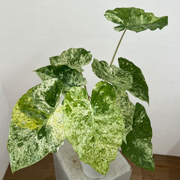 園芸ネット本店｜アロカシア：マクロリゾス バリエガータ