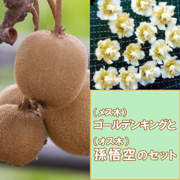 園芸ネット本店｜キウイ雌雄2種受粉樹セット：ゴールデンキングと