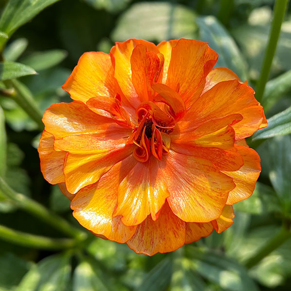 園芸ネット本店｜ラナンキュラス：ラックス ミノアン2／3.5-4号ポット