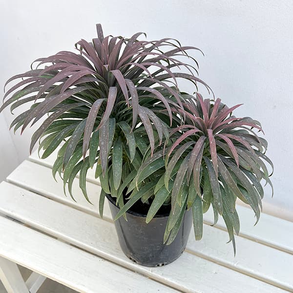 園芸ネット本店｜ユッカ：デスメティアーナ 7号鉢植え25-01 の通販【公式】