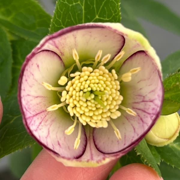 園芸ネット本店｜横山園芸さんのクリスマスローズ：プチドール25-03