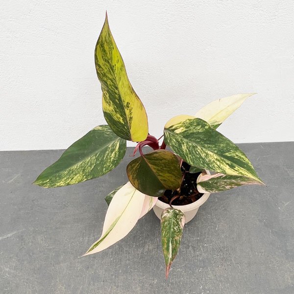 園芸ネット本店｜フィロデンドロン：ストロベリーシェイク 4号25-03 の